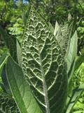 Symphytum officinale